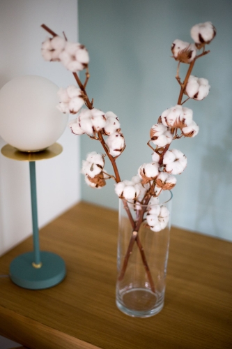 Baumwolle - Zweig, 11 Blüten - Trockenblumen