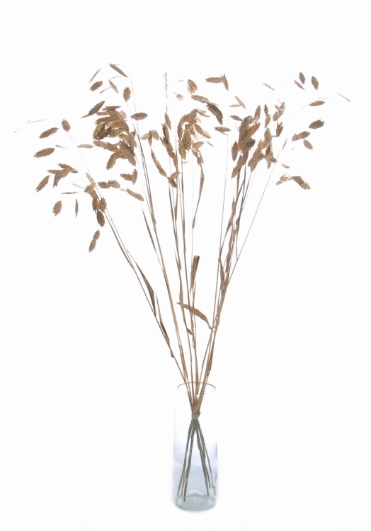 Dried leaves - golden woodoats, Chasmanthium - 5 stems