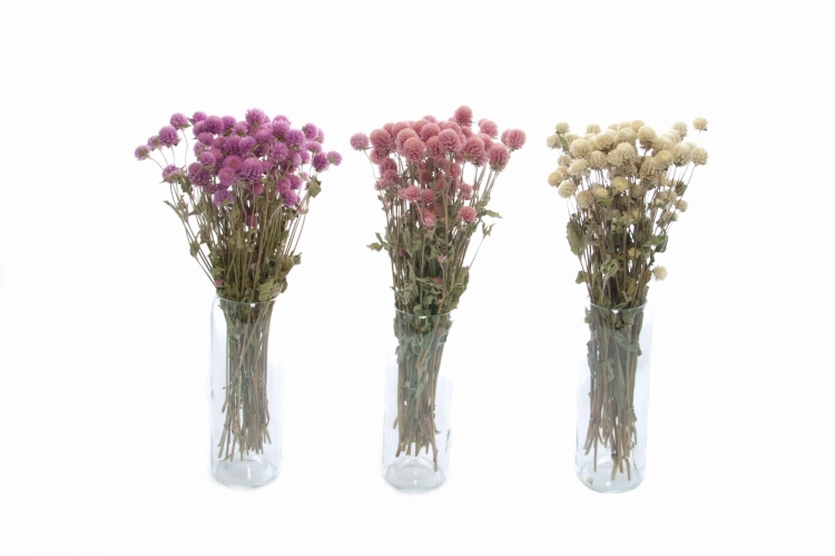 Gomphrena (Kugelamaranth) premium, weiß - Strauß ~30 Stk. - Trockenblumen