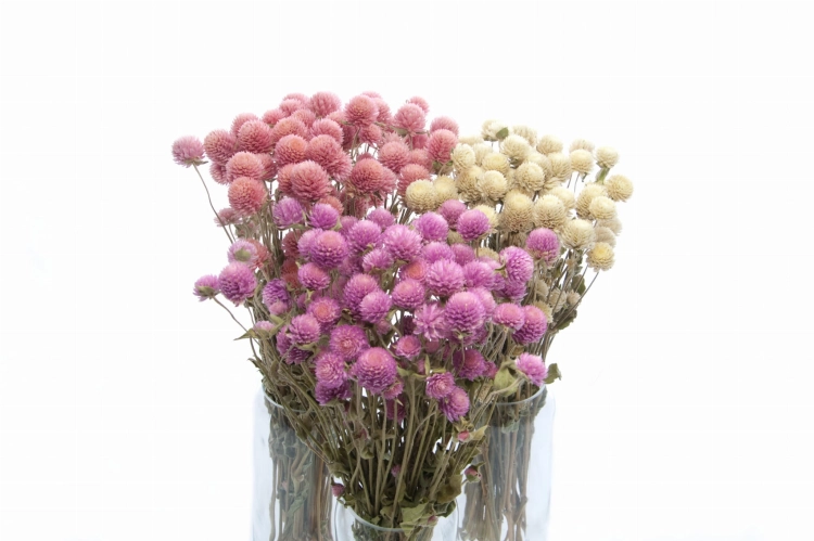 Gomphrena (Kugelamaranth) premium, weiß - Strauß ~30 Stk. - Trockenblumen