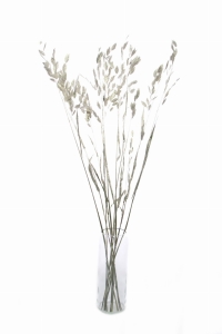 Chasmanthium, silber - Strauß 5 Stk. - Trockengräser