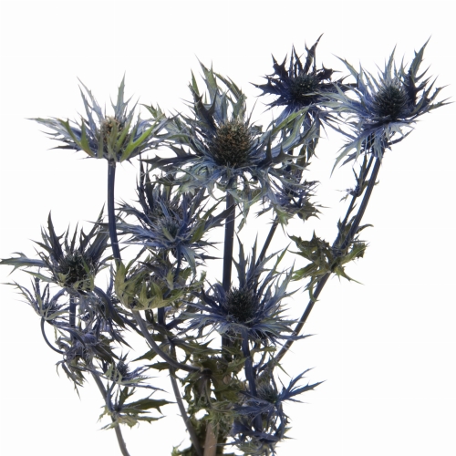 Dried Eryngium - bunch - dried flowers