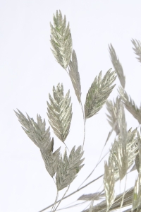 Suszone liście - obiedka srebrna (Chasmanthium) - bukiet 5 szt.