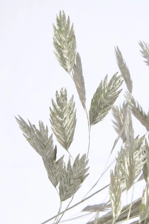 Suszone liście - obiedka srebrna (Chasmanthium) - bukiet 5 szt.