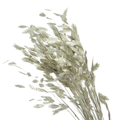 Dried leaves - silver woodoats, Chasmanthium - 5 stems