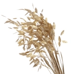 Dried leaves - golden woodoats, Chasmanthium - 5 stems