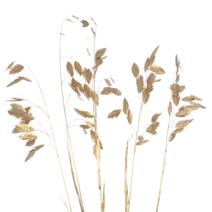 Chasmanthium, gold - Strauß 5 Stk. - Trockengräser