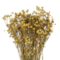 Flachs natürlich - Strauß - Trockenblumen