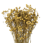 Dried natural Linum (Flax) - bunch - dried flowers
