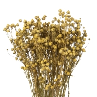 Dried natural Linum (Flax) - bunch - dried flowers