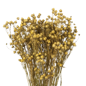 Dried natural Linum (Flax) - bunch - dried flowers