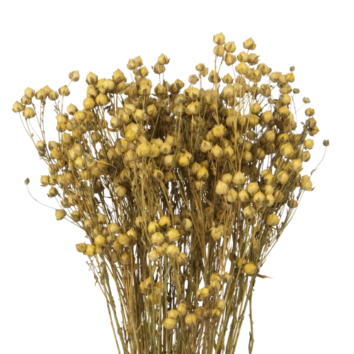 Dried natural Linum (Flax) - bunch - dried flowers