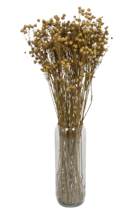 Dried natural Linum (Flax) - bunch - dried flowers