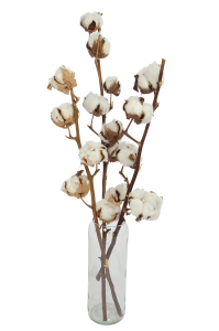 Baumwolle - Zweig, 6 Blüten - Trockenblumen