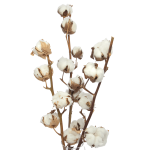 Baumwolle - Zweig, 6 Blüten - Trockenblumen