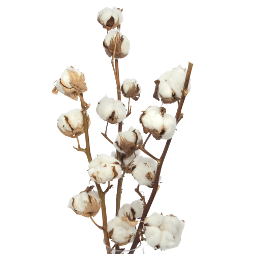 Baumwolle - Zweig, 6 Blüten - Trockenblumen