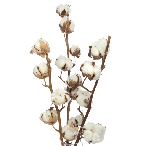 Dried cotton stem with 6 flowers