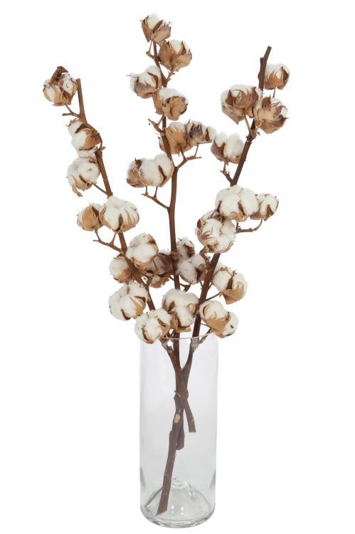 Dried Cotton stem with 10 flowers