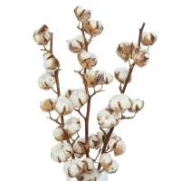 Dried Cotton stem with 10 flowers