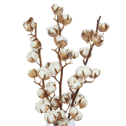 Baumwolle - Zweig, 11 Blüten - Trockenblumen
