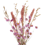 Set von Trockenblumen für Vase - Lagurus, Acroclinium, Chasmanthium, Sorghum