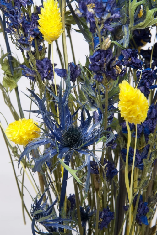 Set von Trockenblumen für Vase - Eryngium, Rittersporne, Phalaris