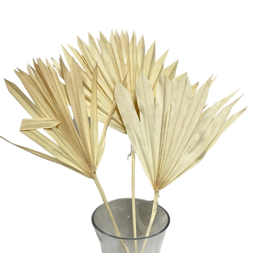 Set von 5 Stk. -  Palmblatt, gebleicht OUTLET