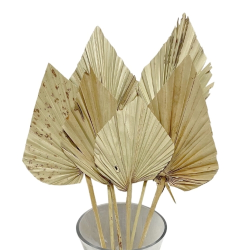 Set von 5 Stk. -  Palmblatt, natürlich OUTLET