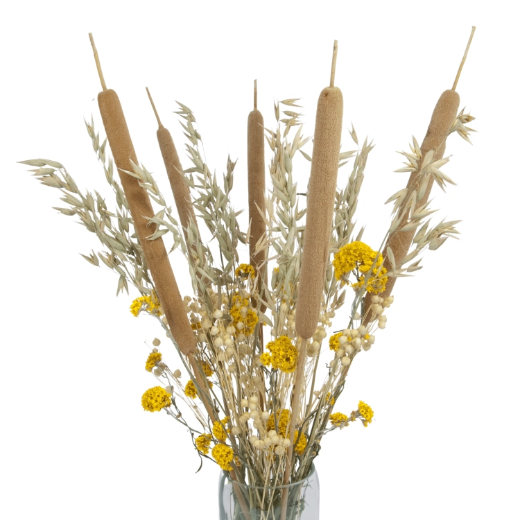 Set von Trockenblumen für Vase - Rohrkolben, Sanfordii, Hafer, Flachs