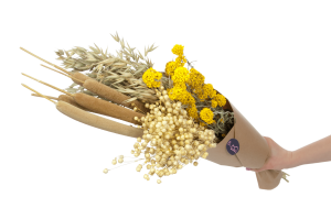 Set von Trockenblumen für Vase - Rohrkolben, Sanfordii, Hafer, Flachs