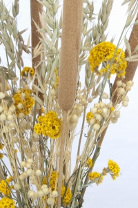 Set von Trockenblumen für Vase - Rohrkolben, Sanfordii, Hafer, Flachs