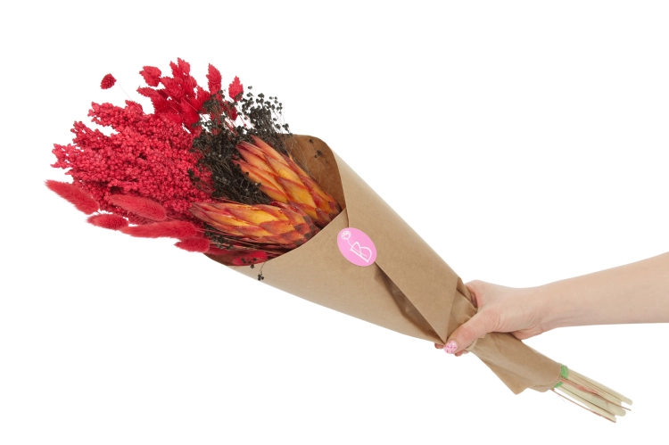 Set von Trockenblumen für Vase - Lagurus, Sorghum, Protea, Phalaris