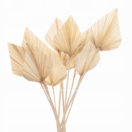 Dried bleached palm leaf - Palm Spear