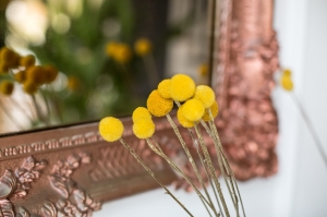 Dried Craspedia 5 pcs. - large variety - dried flowers
