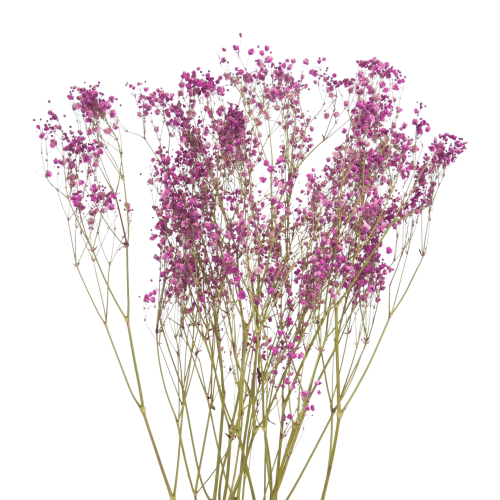 Dried fuchsia gypsophila - bouquet - dried flowers