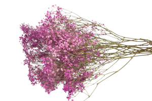 Dried fuchsia gypsophila - bouquet - dried flowers