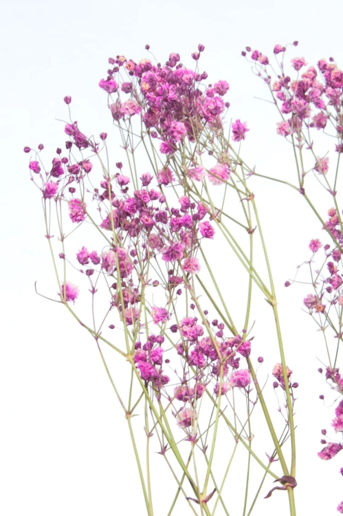 Dried fuchsia gypsophila - bouquet - dried flowers