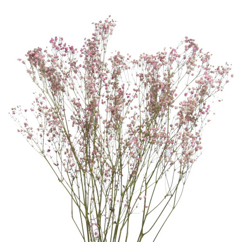 Schleierkraut, rosa - Strauß 5 Stk. - Trockenblumen
