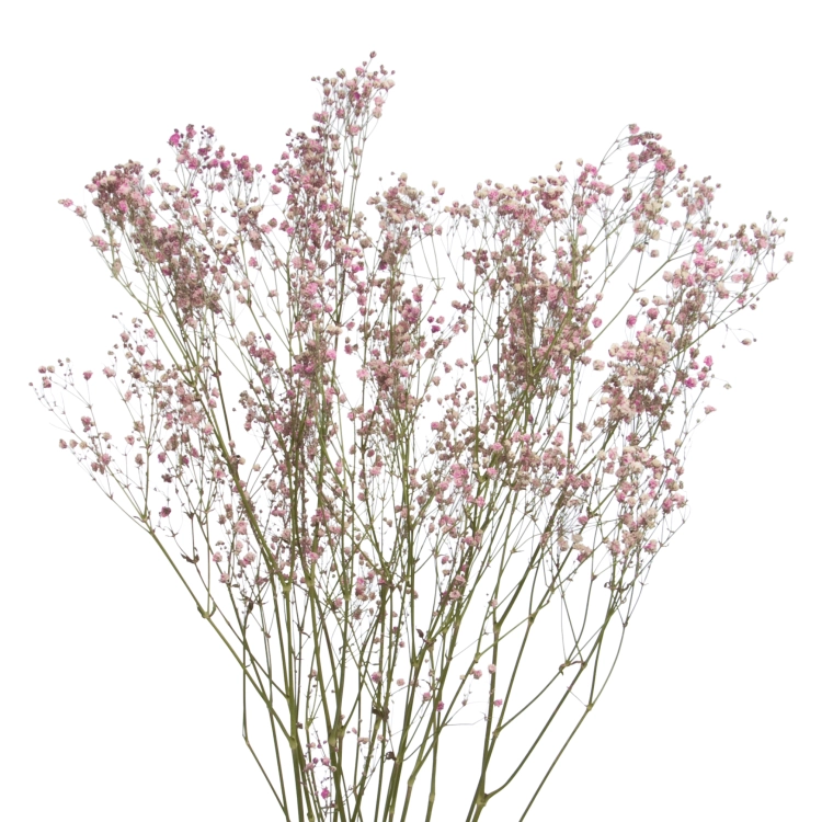 Schleierkraut, rosa - Strauß 5 Stk. - Trockenblumen