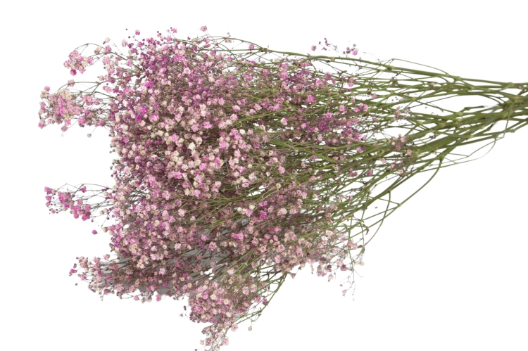Schleierkraut, rosa - Strauß 5 Stk. - Trockenblumen