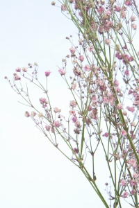Schleierkraut, rosa - Strauß 5 Stk. - Trockenblumen