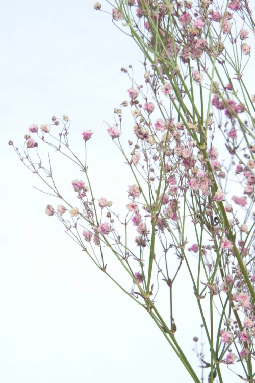 Schleierkraut, rosa - Strauß 5 Stk. - Trockenblumen