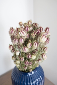 Jungfer im Grünen (Nigella), natürlich - Strauß - Trockenblumen