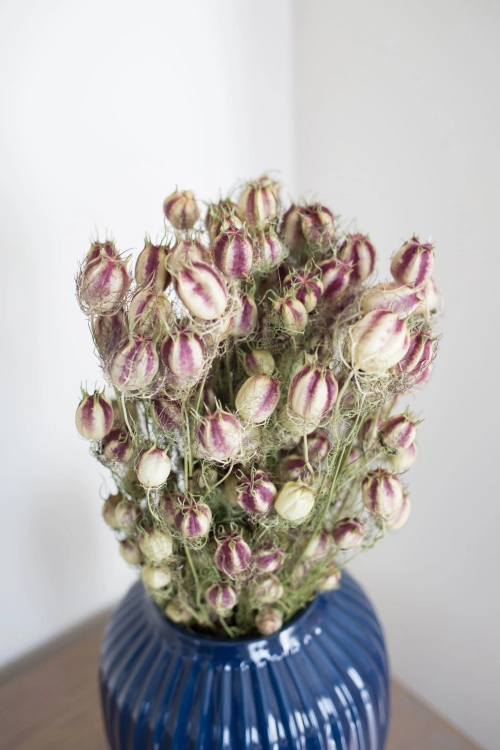 Jungfer im Grünen (Nigella), natürlich - Strauß - Trockenblumen