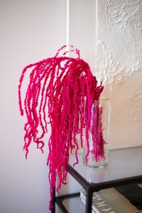 Preserved pink love-lies-bleeding, Amaranthus - bunch