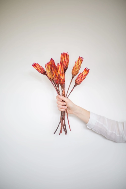 Dried red Protea - stem - dried flowers