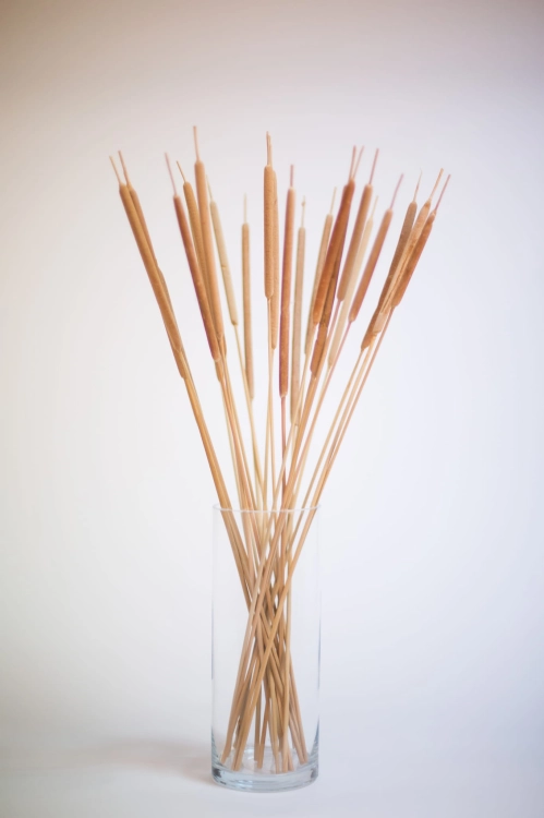 Dried Typha, small, 20 pcs.