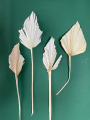 Set von 5 Stk. -  Palmblatt, gebleicht OUTLET