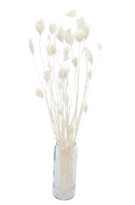 Dried flowers- bleached Fennel ~20 stems