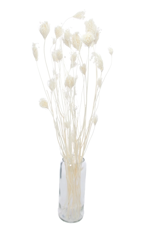 Dried flowers- bleached Fennel ~20 stems